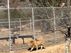 -西霞口神雕山野生动物世界