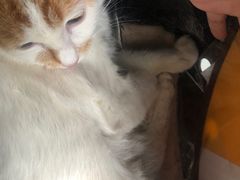 -瑞派动物医院·绝育·犬猫全科·预防医学(光景江南中店)