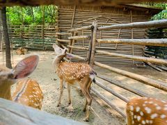 -石家庄市动物园