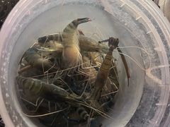 -DGE季风钓虾营地·团建·聚会