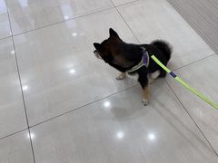 -天宠宠物医院24小时·急重症诊疗中心·全科·腔镜特色(和平分院)