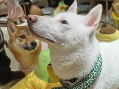 -逗柴咖啡屋·狗咖猫咖宠物桌游