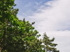 -内乡宝天曼生态旅游区