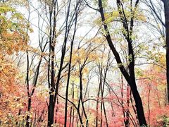 -天女山森林公园