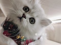 -喵zoo家庭繁育猫舍(尖东智能花园店)