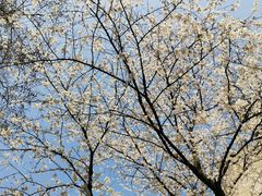 -武汉大学-樱园