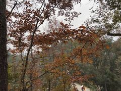 -青龙山国家森林公园