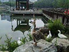 -莲花池公园