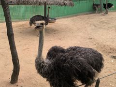 -西霞口神雕山野生动物世界