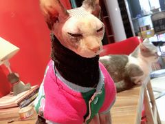 -猫色咖啡·猫咖