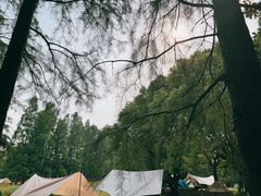 -上海滨江森林公园