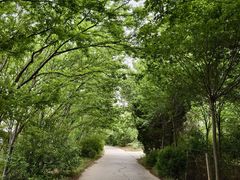 -句容茅山景区