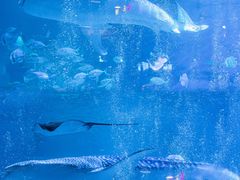 -烟台海昌鲸鲨海洋公园