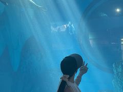 -海合安武汉极地海洋公园