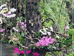 -亚龙湾热带天堂森林公园