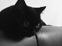 -丰圆轩粤式茶楼 . 点心粤菜(夏茅店)