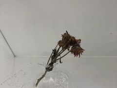 -SUGAR COFFEE城市咖啡(三一重工店)