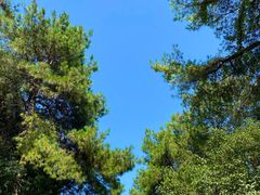 -铁山坪森林公园