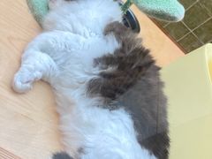 -帕帕拉兹宠物(亚洲旗舰店)