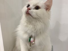 -楼上猫咖(罗湖店)