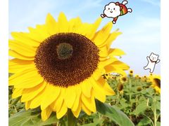 -瑶湖郊野森林公园