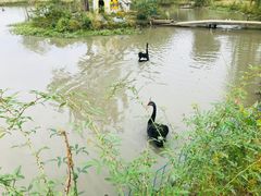 -鹅湖玫瑰文化园