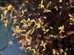 -白塘生态植物园