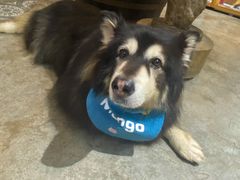 -more than meow吴止猫主题餐厅(承德 中船汇店)