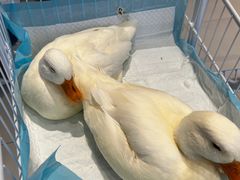 -怪兽屋·羊驼·猫咖·狗咖(俊华广场店)