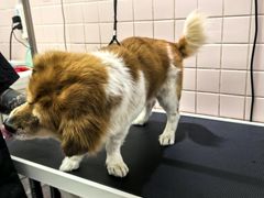 -FAELING PETS美天灵宠物(富力广场店)