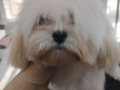 -久久宠物(河东万达店)