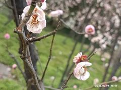 -新虹桥中心花园