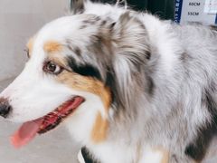-伟伟宠物医院·CT影像中心·瑞派犬猫综合性门诊(汉口总院)