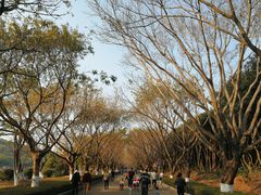 -番禺大夫山森林公园