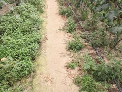 -马陆小张葡萄园农家乐