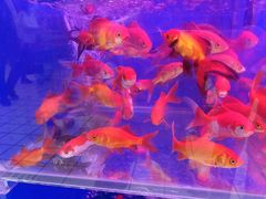 -大润发(康桥店)