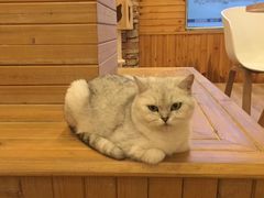-猫的茶·猫咖