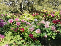 -莲花池公园