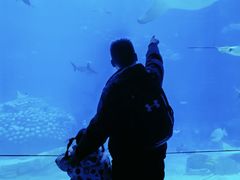 -烟台海昌鲸鲨海洋公园