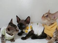 -Bastet sally猫舍购宠(静安店)