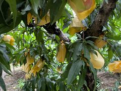 -老袁家蜜桃农场·阳山水蜜桃