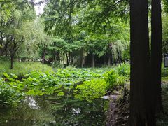 -陈家山荷花公园