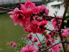-桃园盛宴·岭南粤菜·手工茶点(南庄店)