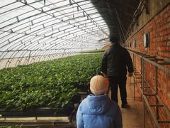 -甜心庄园·甜心草莓采摘园(西青中北店)