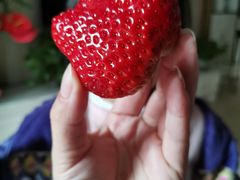 -胜丰草莓采摘园