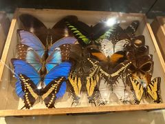 -墨尔本博物馆(Melbourne Museum)