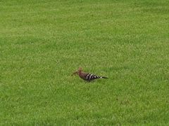 -海南清水湾莱佛士酒店