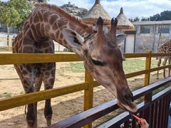 -西霞口神雕山野生动物世界