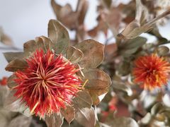 -鹿岛会员店 (龙湖三千集天街店)