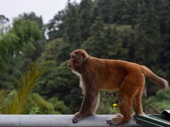 -重庆雨台山风景区